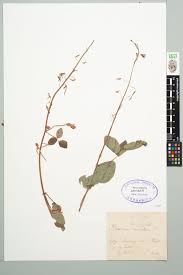 Image result for Desmodium uncinatum