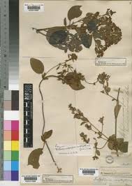 Image result for Sphedamnocarpus