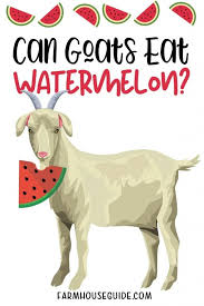 It is derived from a similar vegetable that was common in mexico and the northern parts. Can Goats Eat Watermelon Farmhouse Guide