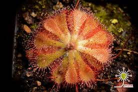 Image result for Drosera natalensis