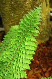 Image result for Nephrolepis