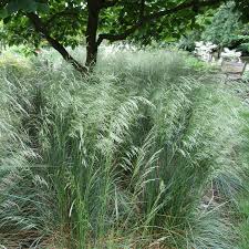 Image result for Deschampsia