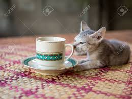 The popularity of these cat coffee houses spread to japan. Coffee Cup With Kitten Stock Photo Picture And Royalty Free Image Image 39109810