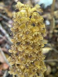 Image result for Cribbia brachyceras