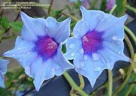 Pin By Saღia Sคlee๓ On I Flowers Morning Glory Flowers Morning Glory Vine Morning Glory