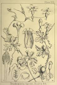 Image result for Trochomeria macrocarpa