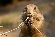 Image result for Cynomys ludovicianus obrázek