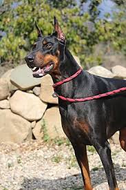 Check spelling or type a new query. Fillmore Ca Doberman Pinscher Meet Hans 2 A Pet For Adoption