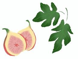いちじく葉イラスト 無料イラストなら イラストac