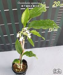 Image result for Oeceoclades decaryana