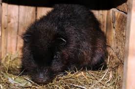 Of these, the northern luzon giant cloud rat (phloeomys pallidus)is the biggest at up to 2.5 feet similarly large are the giant woolly rats of new guinea, mallomys. Zootierlistehomepage