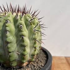 Image result for Psychotria cinerea