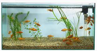 A fish tank water filter cleans the water of debris, removes the toxic buildup of ammonia and nitrates, and aerates the water so your pretty fishy can breathe. Aquarium Basics Types Of Filtration Systems