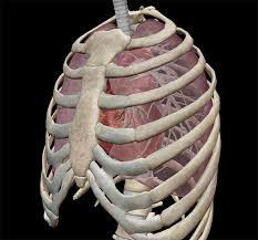 The lungs are responsible for processing oxygen through the … 3d Skeletal System 7 Interesting Facts About The Thoracic Cage