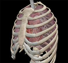 Embroidery human rib cage with red roses. 3d Skeletal System 7 Interesting Facts About The Thoracic Cage