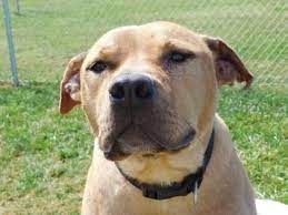 Meet Chip A 5 Years Terrier American Staffordshire Mix Available For Adoption In Louisville Oh Dog Adoption Pet Adoption Pets
