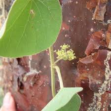 Image result for Cissampelos torulosa