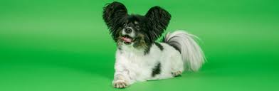 We Care For Pets In Dagenham Essex Yourvets