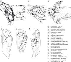 Dog anatomy from head to tail. Forelimb Dog Front Leg Anatomy