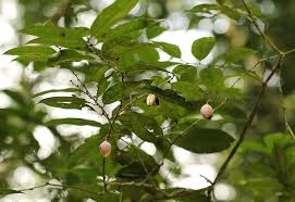 Image result for Huaceae