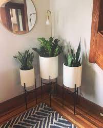 Grow light fiddle leaf fig. I Wanted A Grow Light Situation That Blended Into Our Decor So I Found A Tall Simple Lamp Tha Indoor Tropical Plants Grow Lights For Plants Plant Stand Indoor
