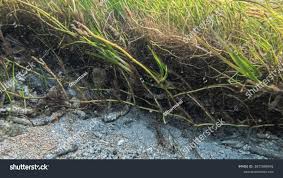 Image result for Thalassia hemprichii