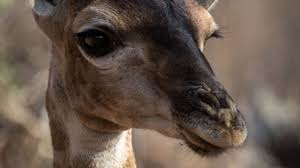 In summary, camels and giraffes are relatively closely related, in evolutionary terms. Natucate Blog Giraffes Natucate