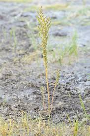 Image result for Suaeda plumosa