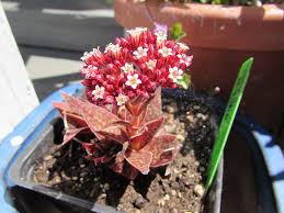 Image result for Crassula alba