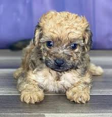Shorkie poo puppies for sale or adoption. Yorkipoo Puppies For Sale Reasonable Adoption Fees