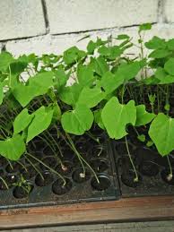 Sedap dan mudah sangat nak buat. Benih Pokok Kacang Botol Sedili Intergrasi Farm Facebook