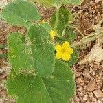 Image result for Cucumis engleri