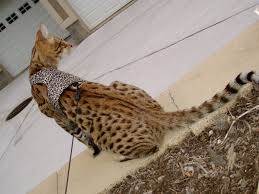 Buy savannah cats and savannah kittens from savannah breeders. Black Savannah Cat Blue Or Spotted Savannahs Savannah Cat Breed