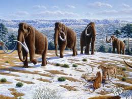 Mammut reloaded in 2020 ausgestorbene tierarten tierarten aussterben. Genetik Die Ruckkehr Der Wollhaarmammuts Wiener Zeitung Online