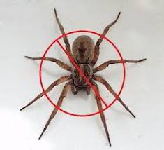 How much does pest control cost in bangalore? Spider Pest Control In Bengaluru