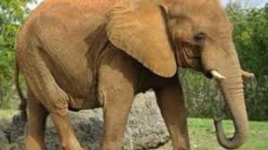 A városligeti intézmény szándéka az, hogy a hagyományosan augusztus utolsó péntek estéjére eső állatkertek. Allatkerti Allatok Titkos Elete Youtube