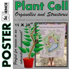 We did not find results for: Plant Cell Organelles And Structures Coloring Poster For Review Or Assessment
