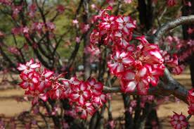 Image result for Adenium multiflorum