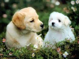 Wallpaper Gallery Cute Puppies Wallpaper Cute Puppy Wallpaper Cute Dogs And Puppies Puppy Wallpaper