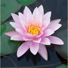 After this fill the left space of container with warm water. Amazon Com Chalily Live Aquatic Hardy Water Lily Pre Grown Pre Rooted Hardy Water Lily For Your Pond Or Patio Water Garden Drop N Grow Convenience Pink Patio Lawn Garden