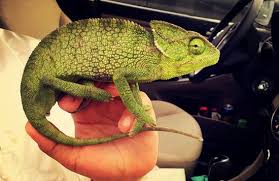 The veiled chameleon (chamaeleo calyptratus) is a species of chameleon (family chamaeleonidae) native to the arabian peninsula in yemen and saudi arabia. Veiled Chameleon A Common Pet In Saudi Arabia Picture Of Crowne Plaza Resort Salalah Tripadvisor
