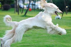 We did not find results for: ã‚¢ãƒ•ã‚¬ãƒ³ ãƒã‚¦ãƒ³ãƒ‰ã®ç‰¹å¾´ã¨æ€§æ ¼ é£¼ã„æ–¹ ä¾¡æ ¼ç›¸å ´ãªã© çŠ¬å›³é'' ã„ã¬ã®ãã‚‚ã¡web Magazine