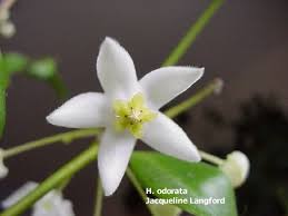 Image result for Polystachya odorata