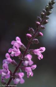 Image result for Physostegia