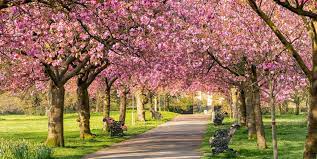 See more ideas about spring flowers, bloom, flowers. 10 Best Uk Cities To See Spring Flowers In 2021