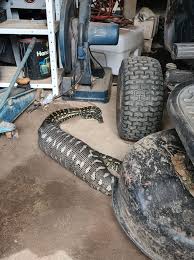 What Did This Snake...