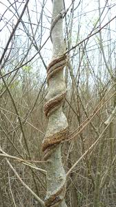 Image result for Periploca