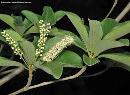 Image result for Terminalia griffithsiana