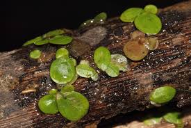 Image result for Spirodela