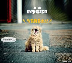 88國際貓貓日 這天貓最大 lockscreen art animals